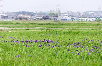 西三河の地で農家とともに。